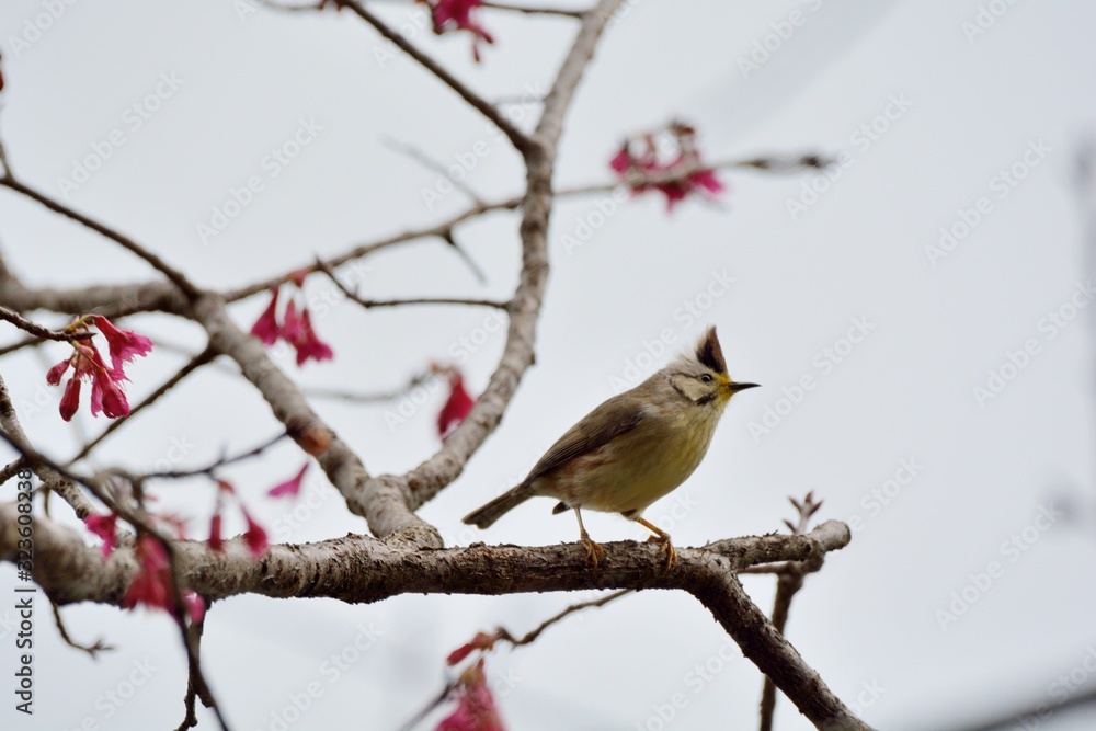Crowned thrush bird (Yuhina brunneiceps) is endemic to Taiwan Crowned thrush bird (Yuhina brunneiceps) is endemic to Taiwan