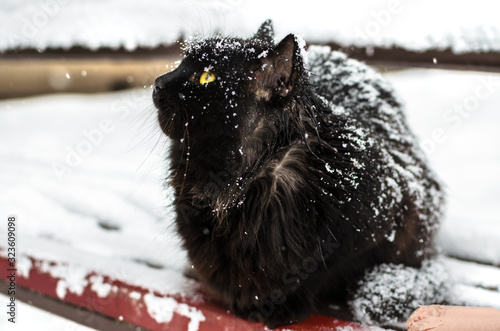 A stray and homeless black cat in the snow, snowflakes on the top, sitting on a bench with food