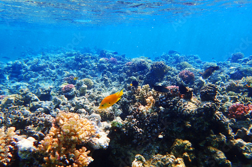 Fototapeta Naklejka Na Ścianę i Meble -  coral reef in Red Sea