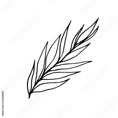 black and white floral decor element of willow leaves in ink and contour lines isolated on white background in hand drawn style