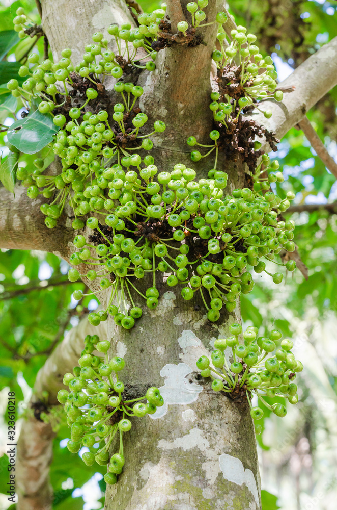 Cluster Fig Tree of Goolar Fig Tree (botanical name is Ficus Racemosa) In Natural Garden of Southern of Thailand. Stock-foto Adobe Stock