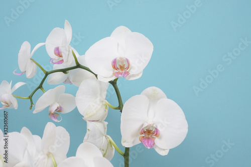 Beautiful white phalaenopsis orchid flowers. Tropical flower  orchid branch close-up. White orchid background. Holiday  Women s Day  flower card  beauty