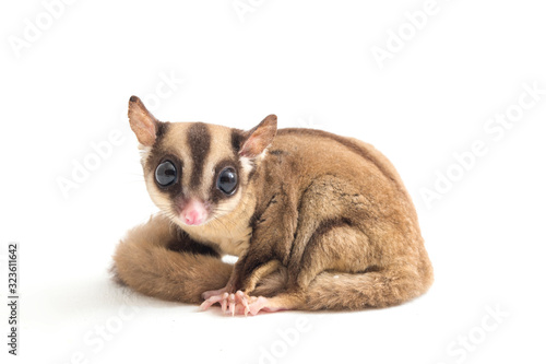 Sugar glider - Petaurus breviceps isolated on white background photo