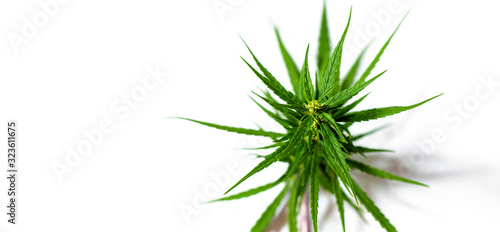 Fresh Medical marijuana isolated on white background. Therapeutic and medicinal cannabis