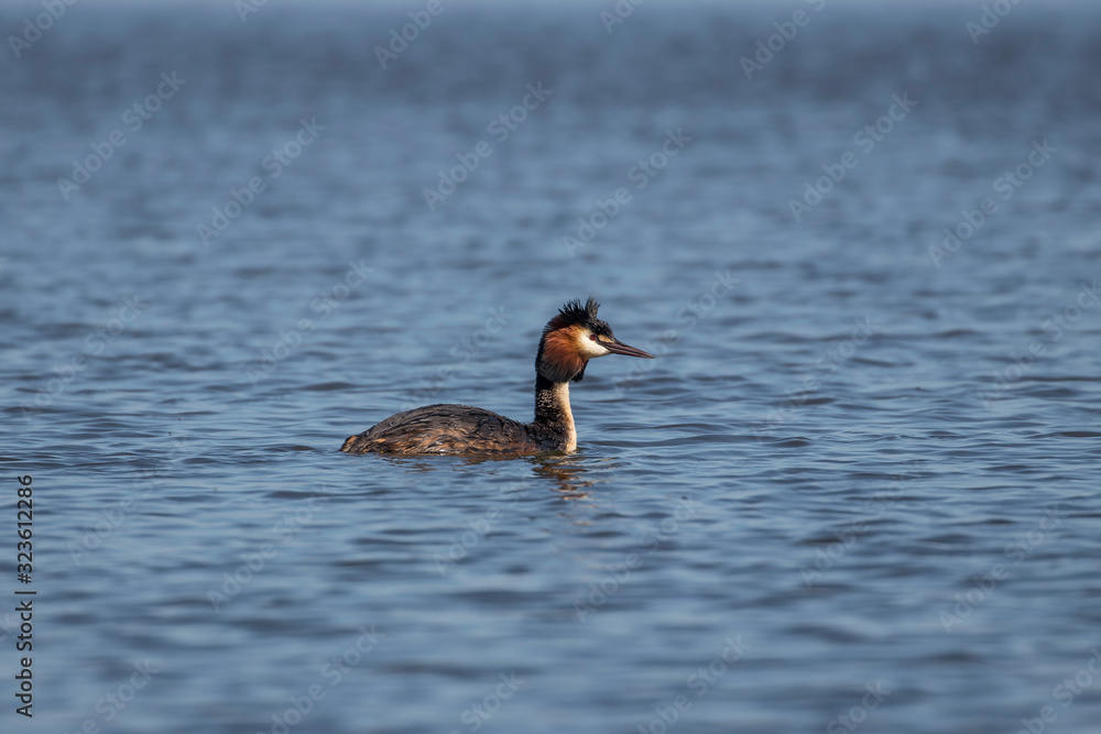 The great crested grebe (Podiceps cristatus) . 