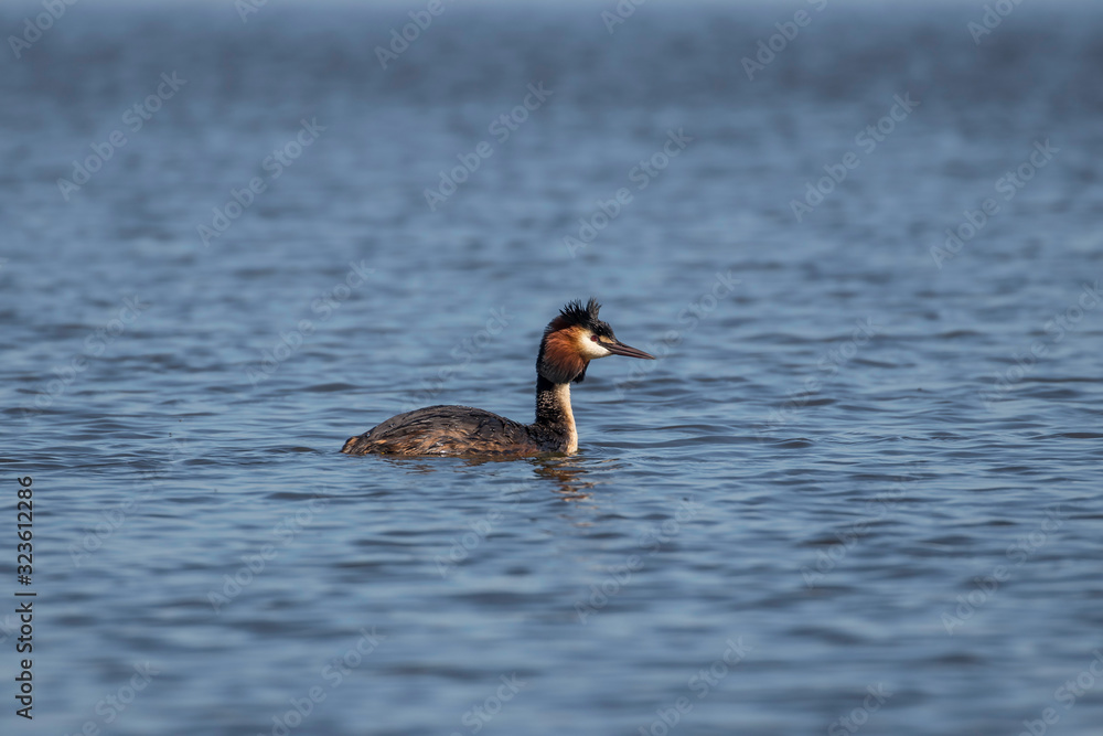 The great crested grebe (Podiceps cristatus) . The great crested grebe (Podiceps cristatus) .