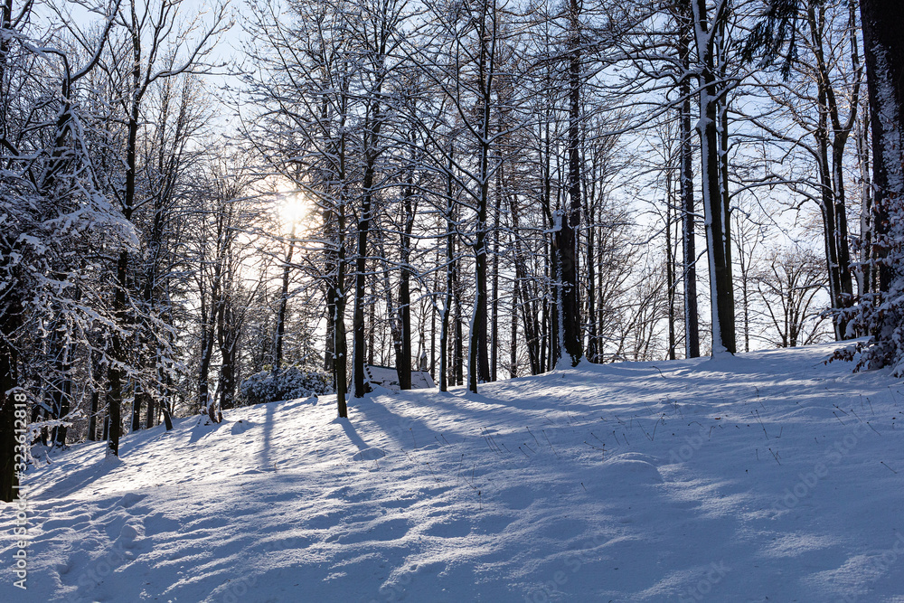 Fototapeta premium Majestic winter landscape. frosty pine tree under sunlight at sunset. christmas holiday concept, unusual wonderful landscape. fantastic wintry background. instagram effect.