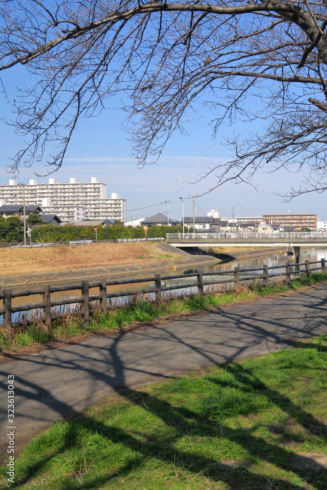 花芽をつけ始めた桜の木と放水路風景 花芽をつけ始めた桜の木と放水路風景