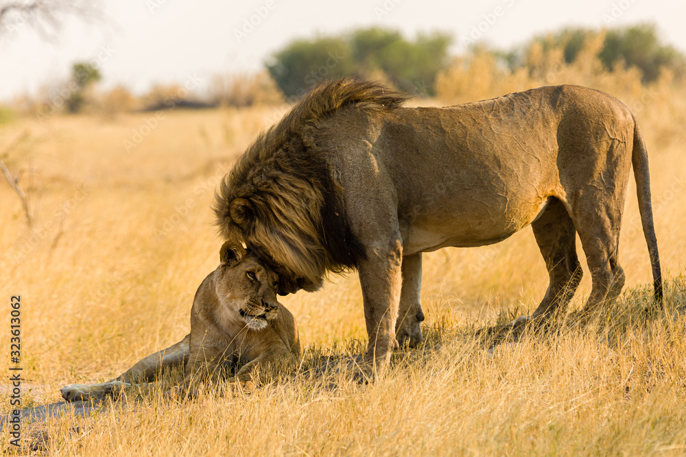 Lion Lion