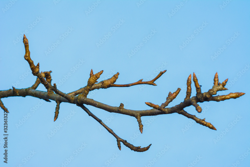 First spring delicate leaves, buds and branches macro background, pear branches. First spring delicate leaves, buds and branches macro background, pear branches.