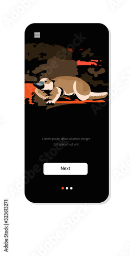 platypus running from forest fires in australia animals dying in wildfire bushfire natural disaster concept intense orange flames smartphone screen mobile app vertical copy space vector illustration