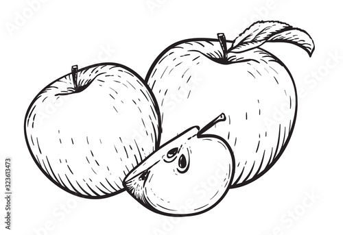 Engraved vector illustration of an apples with apple half. Vintage. Hand realistic drawing.