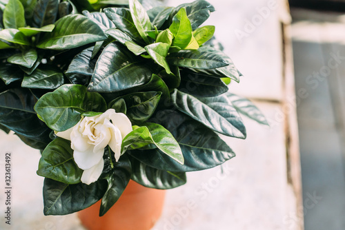 Foto gardening, planting and flora concept - close up of plant gardenia in pots at gr