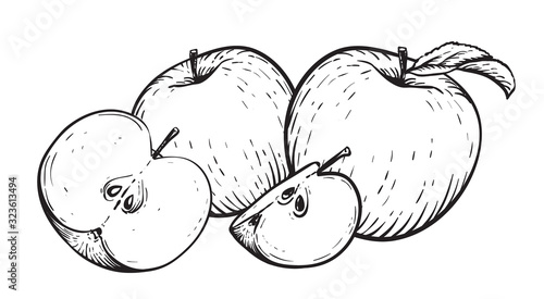 Engraved vector illustration of an apples with apple half and apple leaf. Vintage. Hand realistic drawing.