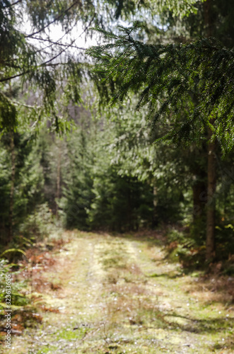 Framed blurred forest road