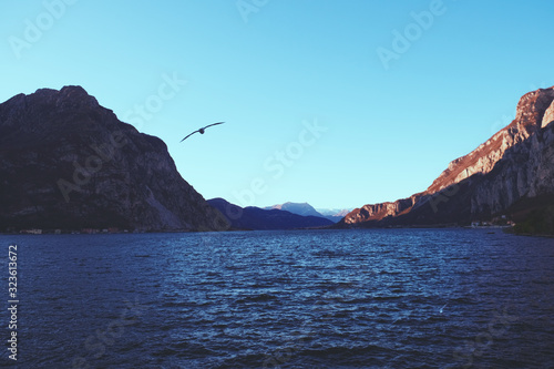lake, rocks and seagull during a winter evening