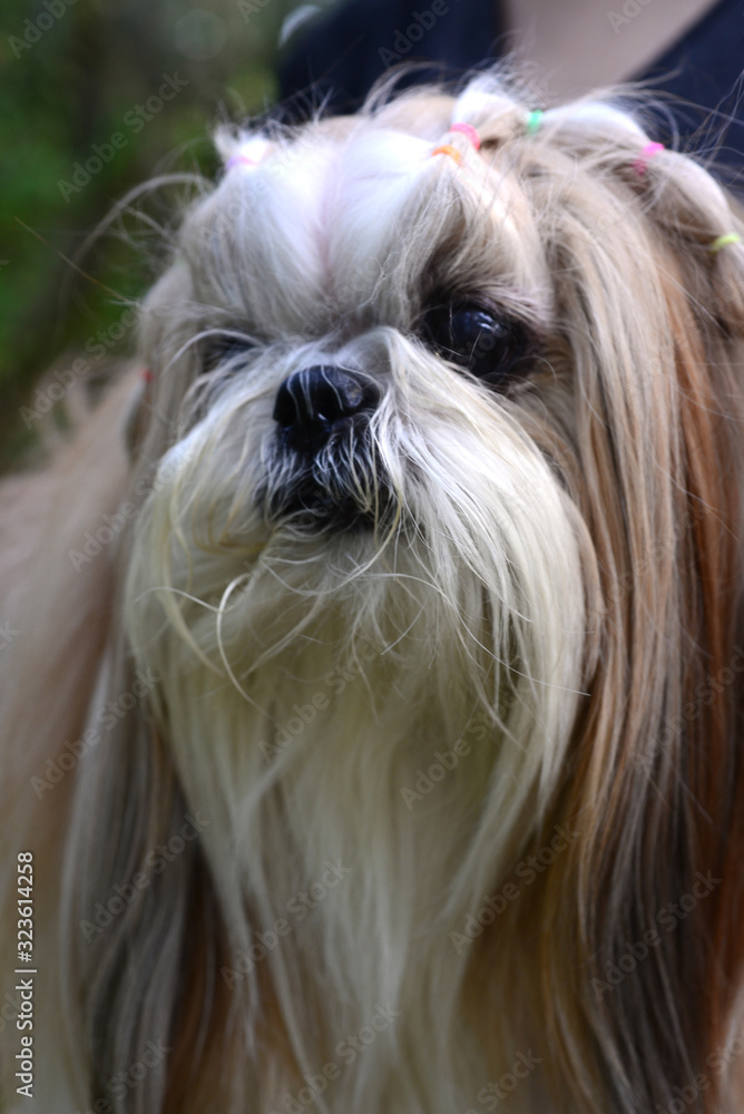 Naklejka premium Cute Shih Tzu dog with long groomed hair in the garden