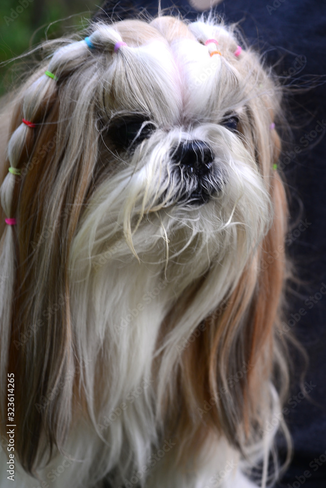 Naklejka premium Cute Shih Tzu dog with long groomed hair in the garden