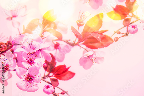 Spring blossom background.