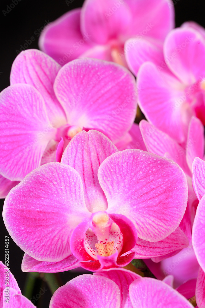 Pink orchid close up view on black background. - Image Pink orchid close up view on black background. - Image