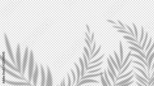 Shadow palm leaves. Overlay plant effect on transparent background. Summer minimalistic blurred nature vector banner. Palm shadow overlap, covers branch leaf illustration