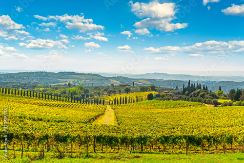 Chianti vineyard panorama and cypresses row. Castelnuovo Berardenga, Siena, Tuscany, Italy photo