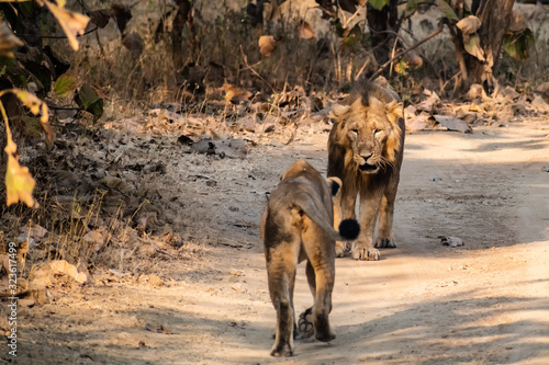 A male Asiatic lion walks towards a lioness inside the forests of the Gir National Park in Gujarat, India.