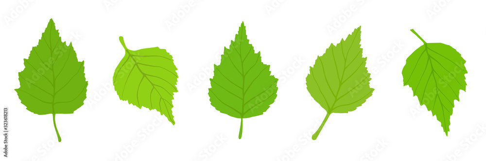 Fototapeta Birch leaves on a white background, spring background, vector illustration
