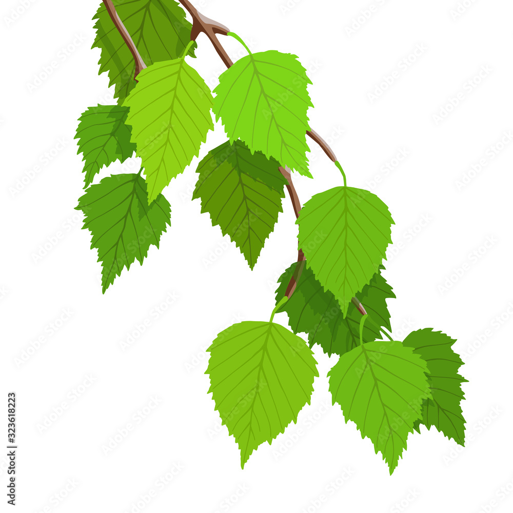 Fototapeta A branch of birch on a white background, young green leaves. Bright spring background, vector illustration