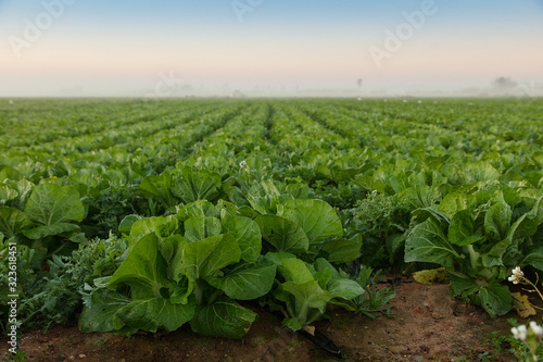Chinese Cabbage field