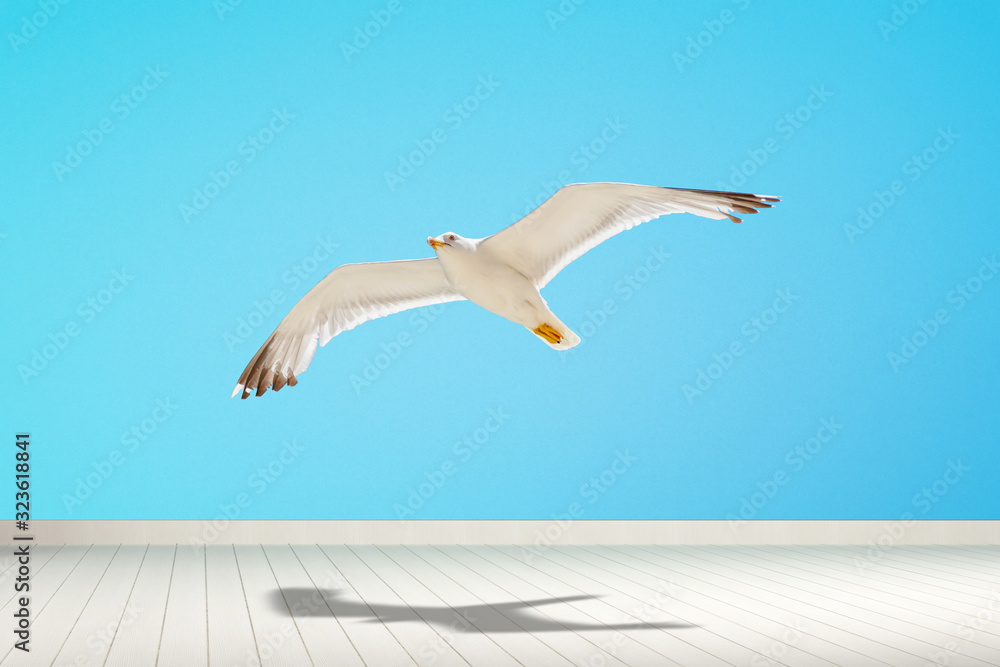 Obraz premium Seagull flying in blue background