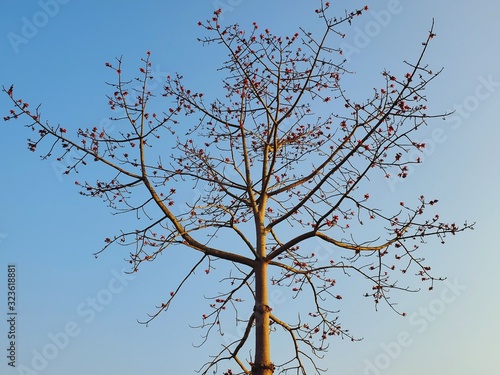 Red cotton tree flowers dried, bluesky background photo