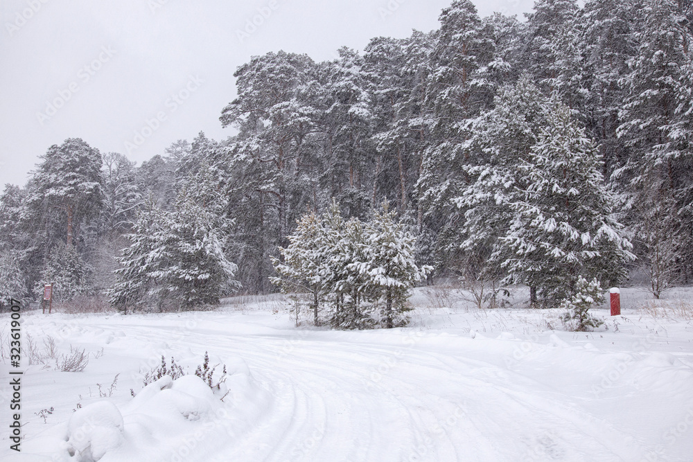 Winter forest during snowfall Winter forest during snowfall