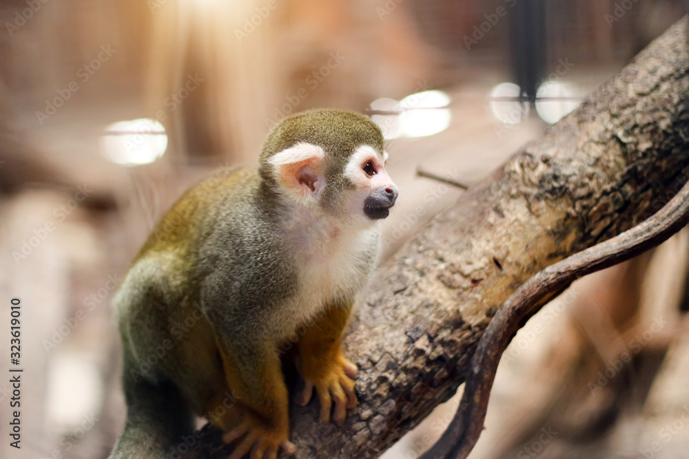Obraz premium small yellow leg monkey on tree in zoo cage
