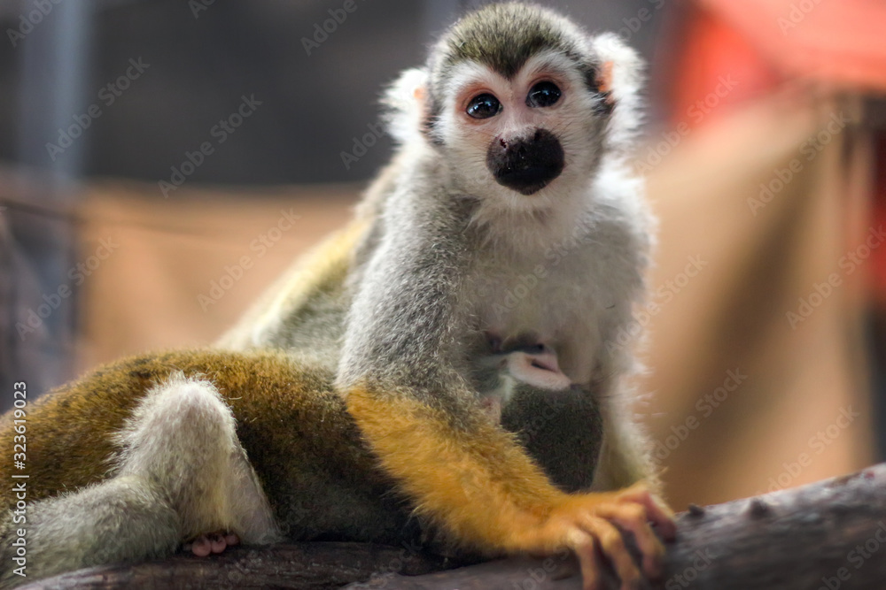 small yellow leg monkey on tree in zoo cage small yellow leg monkey on tree in zoo cage