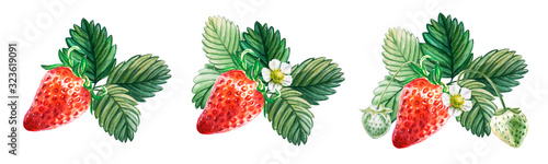 Watercolor set of red juicy strawberries with leaves and flowes. Hand drawn food illustration. Fruit print. For postcards, packages, cards, logo. Summer sweet and bright fruits and berries.