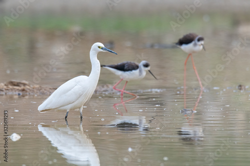Little Egret wading in a pond with Black-winged Stilts