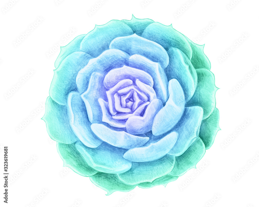 echeveria pollux color pencil illustration echeveria pollux color pencil illustration