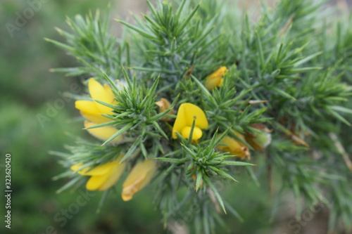 fleur jaune pin