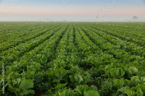 Chinese Cabbage field © Felix Duart Studio