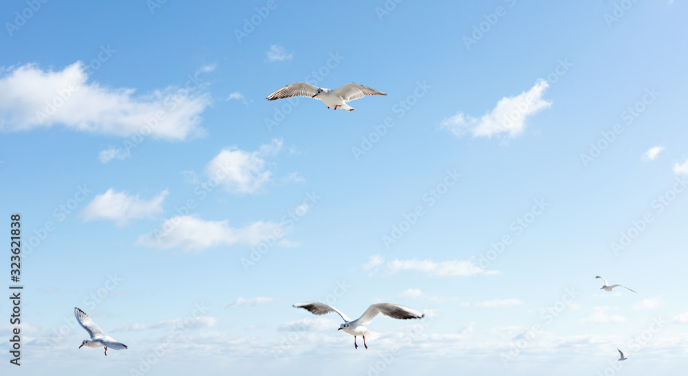 Beautiful sea gulls on a background of blue sky.