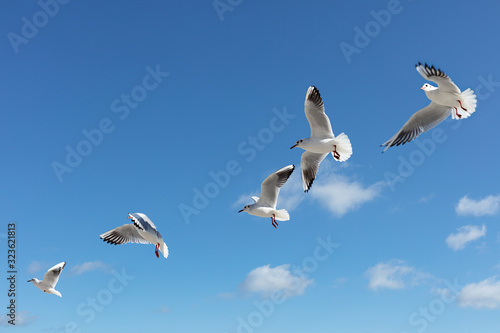Photography Beautiful sea gulls on a background of blue sky.