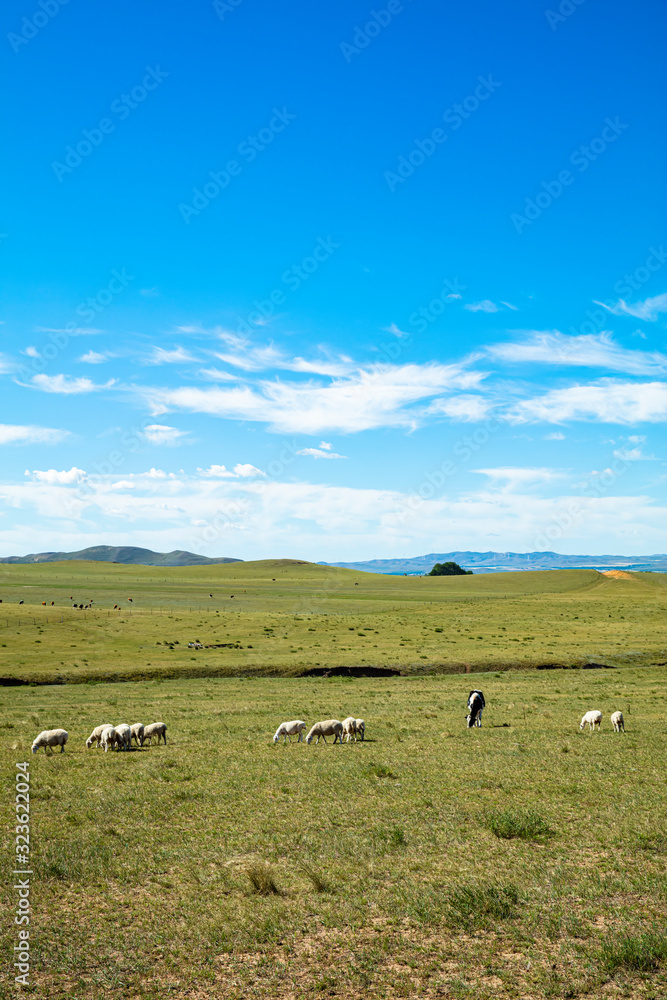  Sheep flock  is on the grassland