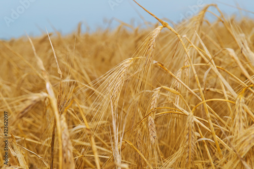 Abstract Background with Wheat