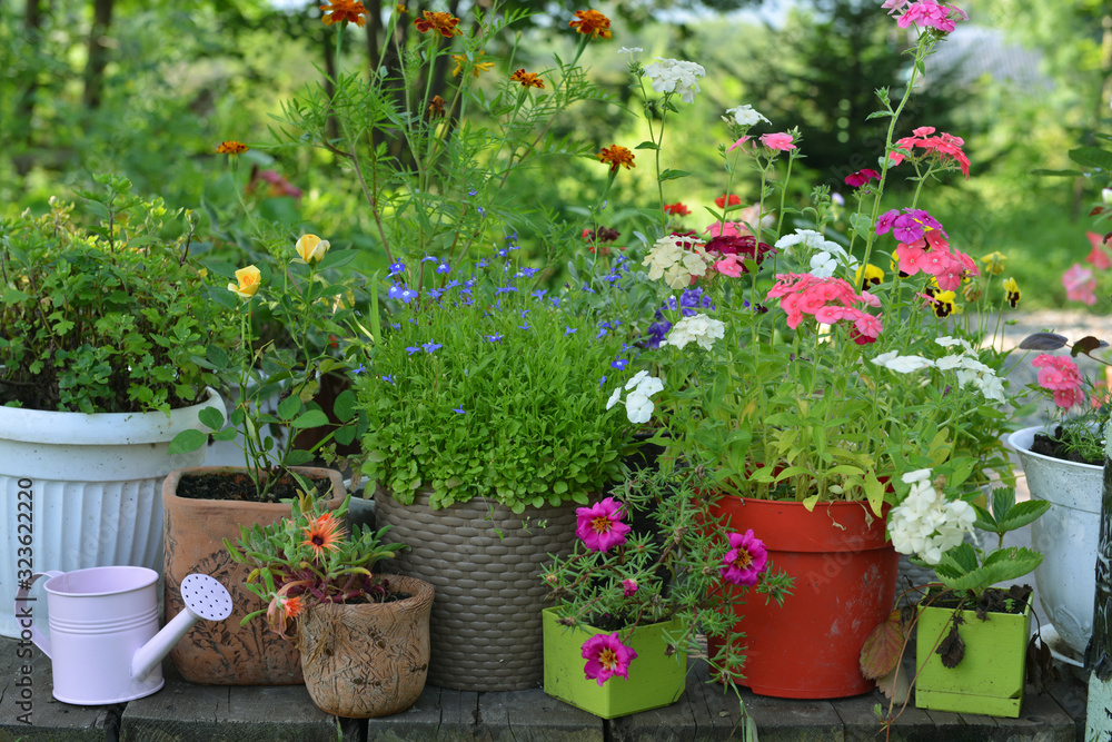 Garden patio with flowerpots of phlox, petunia, purslane flowers and watering can.