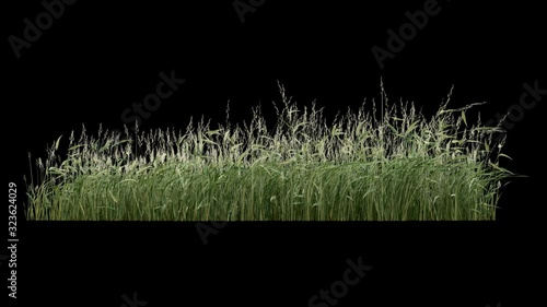 Grass and plants seamless loop, blowing on the wind, isolated on black with alpha matte