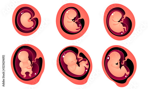 Stages of embryo development in mothers womb vector illustration