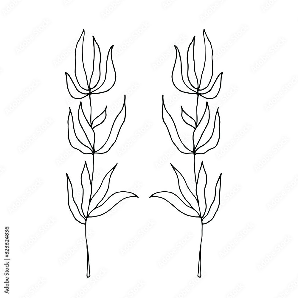 Drawn outline leaf isolated on a white background