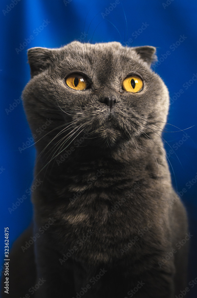 Portrait of a Scottish fold cat on an isolated blue background, fabric folds