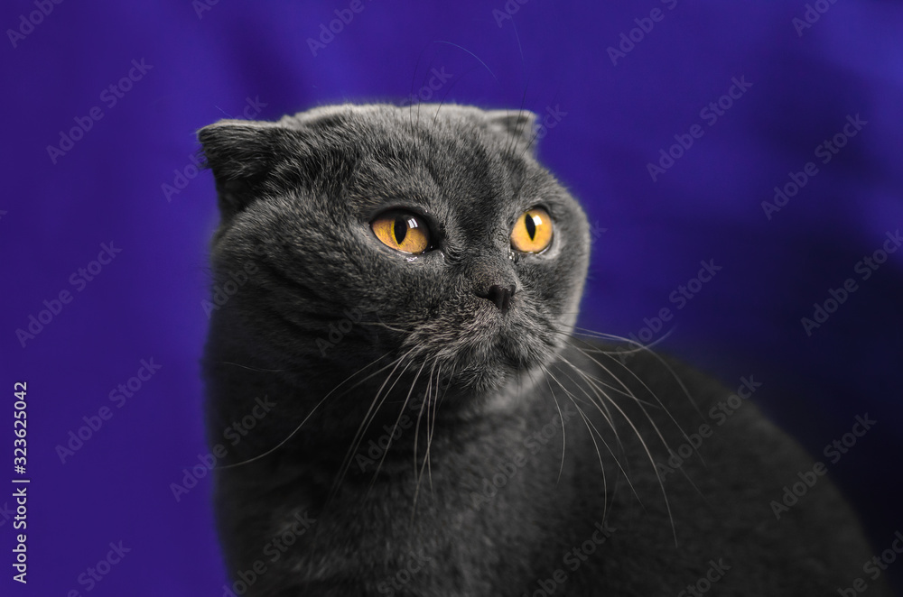 Portrait of a Scottish fold cat on an isolated purple background, fabric folds